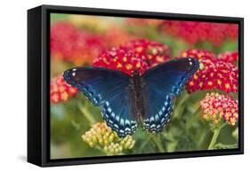 Red Spotted Purple Butterfly-Darrell Gulin-Framed Stretched Canvas