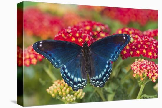 Red Spotted Purple Butterfly-Darrell Gulin-Stretched Canvas