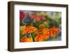 Red Spotted Purple Butterfly-Darrell Gulin-Framed Premium Photographic Print