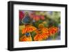 Red Spotted Purple Butterfly-Darrell Gulin-Framed Premium Photographic Print