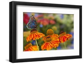 Red Spotted Purple Butterfly-Darrell Gulin-Framed Premium Photographic Print