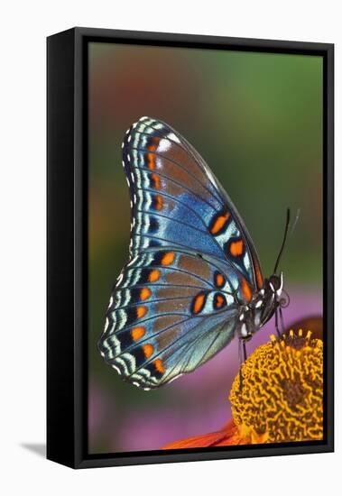 Red Spotted Purple Butterfly-Darrell Gulin-Framed Stretched Canvas