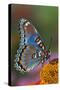 Red Spotted Purple Butterfly-Darrell Gulin-Stretched Canvas