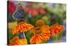 Red Spotted Purple Butterfly-Darrell Gulin-Stretched Canvas