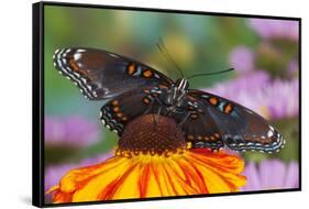 Red Spotted Purple Butterfly-Darrell Gulin-Framed Stretched Canvas