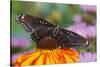 Red Spotted Purple Butterfly-Darrell Gulin-Stretched Canvas