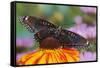 Red Spotted Purple Butterfly-Darrell Gulin-Framed Stretched Canvas