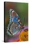 Red Spotted Purple Butterfly-Darrell Gulin-Stretched Canvas