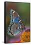 Red Spotted Purple Butterfly-Darrell Gulin-Framed Stretched Canvas