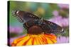 Red Spotted Purple Butterfly-Darrell Gulin-Stretched Canvas