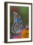 Red Spotted Purple Butterfly-Darrell Gulin-Framed Premium Photographic Print
