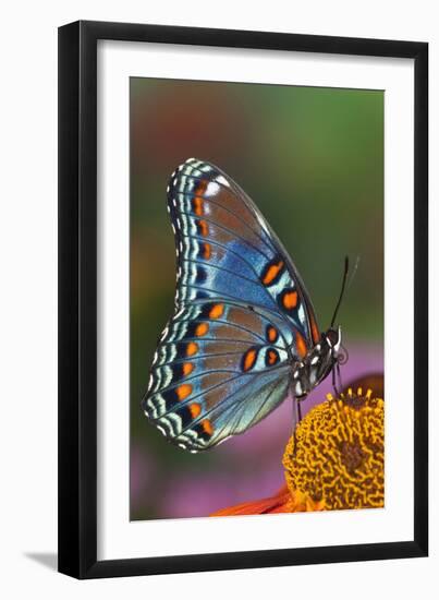 Red Spotted Purple Butterfly-Darrell Gulin-Framed Premium Photographic Print