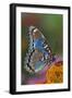 Red Spotted Purple Butterfly-Darrell Gulin-Framed Premium Photographic Print
