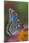 Red Spotted Purple Butterfly-Darrell Gulin-Mounted Premium Photographic Print