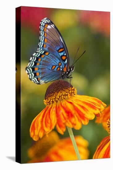 Red-Spotted Purple Butterfly-Darrell Gulin-Stretched Canvas