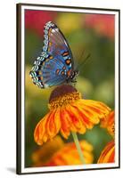 Red-Spotted Purple Butterfly-Darrell Gulin-Framed Premium Photographic Print