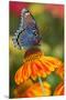 Red-Spotted Purple Butterfly-Darrell Gulin-Mounted Premium Photographic Print