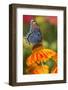 Red-Spotted Purple Butterfly-Darrell Gulin-Framed Photographic Print