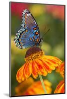 Red-Spotted Purple Butterfly-Darrell Gulin-Mounted Photographic Print