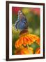 Red-Spotted Purple Butterfly-Darrell Gulin-Framed Photographic Print