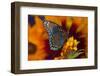 Red-Spotted Purple Butterfly-Darrell Gulin-Framed Photographic Print