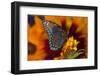 Red-Spotted Purple Butterfly-Darrell Gulin-Framed Photographic Print