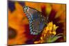 Red-Spotted Purple Butterfly-Darrell Gulin-Mounted Photographic Print