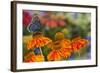 Red Spotted Purple Butterfly-Darrell Gulin-Framed Photographic Print