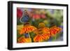 Red Spotted Purple Butterfly-Darrell Gulin-Framed Photographic Print