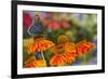 Red Spotted Purple Butterfly-Darrell Gulin-Framed Photographic Print