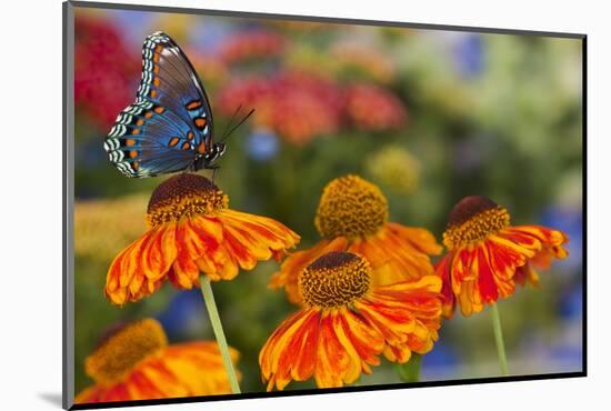 Red Spotted Purple Butterfly-Darrell Gulin-Mounted Photographic Print