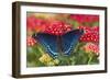 Red Spotted Purple Butterfly-Darrell Gulin-Framed Photographic Print