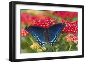 Red Spotted Purple Butterfly-Darrell Gulin-Framed Photographic Print