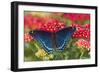 Red Spotted Purple Butterfly-Darrell Gulin-Framed Photographic Print