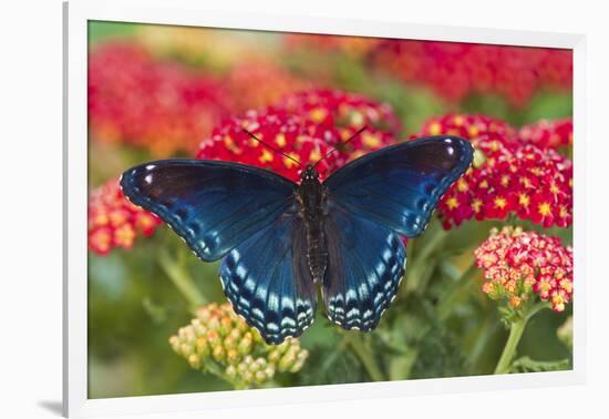 Red Spotted Purple Butterfly-Darrell Gulin-Framed Photographic Print