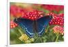 Red Spotted Purple Butterfly-Darrell Gulin-Framed Photographic Print