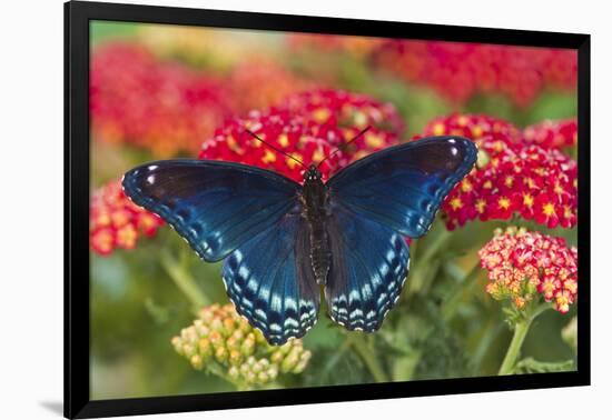 Red Spotted Purple Butterfly-Darrell Gulin-Framed Photographic Print