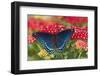 Red Spotted Purple Butterfly-Darrell Gulin-Framed Photographic Print