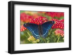 Red Spotted Purple Butterfly-Darrell Gulin-Framed Photographic Print