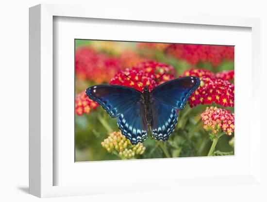 Red Spotted Purple Butterfly-Darrell Gulin-Framed Photographic Print