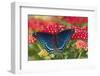 Red Spotted Purple Butterfly-Darrell Gulin-Framed Photographic Print