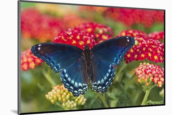 Red Spotted Purple Butterfly-Darrell Gulin-Mounted Photographic Print