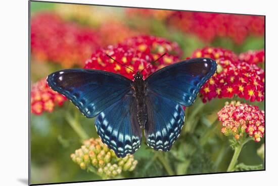 Red Spotted Purple Butterfly-Darrell Gulin-Mounted Photographic Print