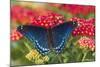 Red Spotted Purple Butterfly-Darrell Gulin-Mounted Photographic Print