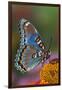 Red Spotted Purple Butterfly-Darrell Gulin-Framed Photographic Print