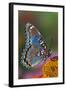 Red Spotted Purple Butterfly-Darrell Gulin-Framed Photographic Print