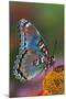 Red Spotted Purple Butterfly-Darrell Gulin-Mounted Photographic Print