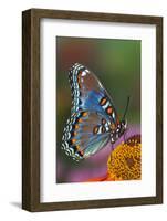 Red Spotted Purple Butterfly-Darrell Gulin-Framed Photographic Print