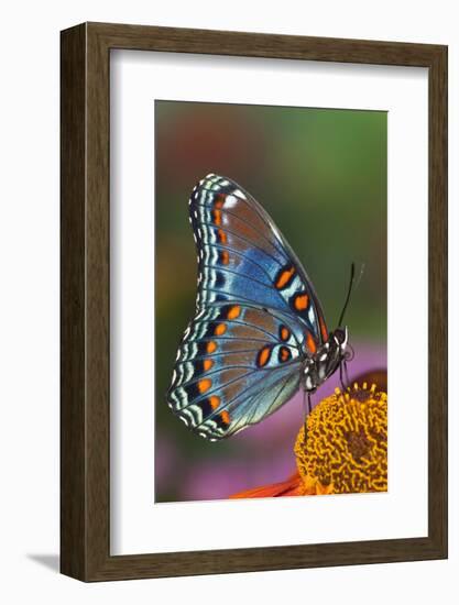 Red Spotted Purple Butterfly-Darrell Gulin-Framed Photographic Print