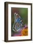 Red Spotted Purple Butterfly-Darrell Gulin-Framed Photographic Print